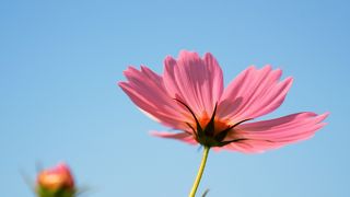 花と森、のんびりピクニック、春は桜、秋はコスモス。