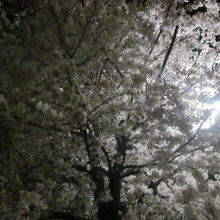 街灯に照らし出された満開の桜の木の様子