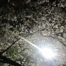街灯に照らし出された桜の様子
