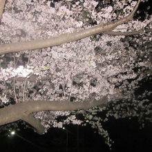 ライトアップされた桜をフラッシュで撮るとこんな感じでした