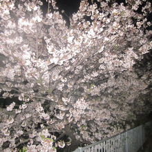 すぐ傍に素晴らしい桜の木がありました