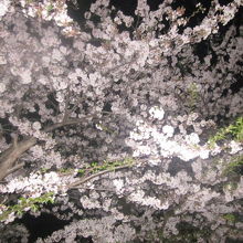 付近は桜の名所としてもお勧めできるエリアです