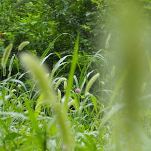 川沿いには緑がいっぱい。