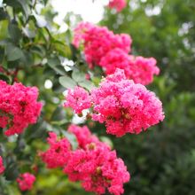 川沿いに咲いていたサルスベリ