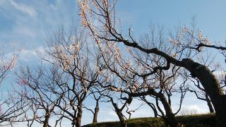 根岸森林公園の梅林を散策