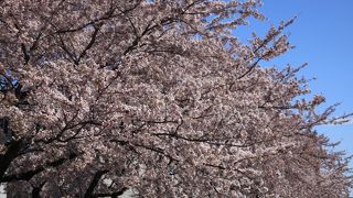 桜のシーズンは両岸に見事に桜が咲きます