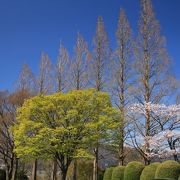 桜が見事です