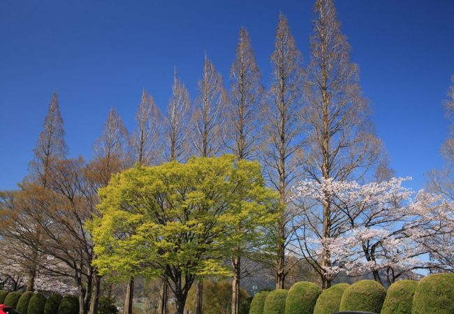 桜が見事です