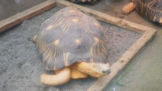 ワニ以外もいます。