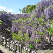 これは満開の藤