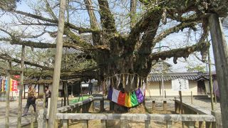 法然生誕の寺院
