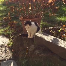 猫が沢山いる事でも有名です。