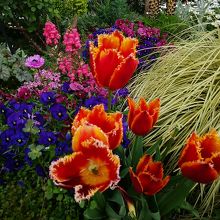 ローズガーデンですが…。