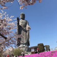 桜の季節は最高 By ティバ 牛久大仏のクチコミ フォートラベル 桜の季節は最高 By ティバ 牛久大仏のクチコミ フォートラベル