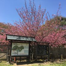 入り口にあった八重桜。