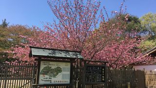 八重桜も楽しめます