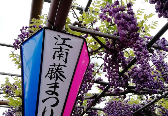 江南藤まつり クチコミ アクセス 営業時間 岩倉 江南 フォートラベル 江南藤まつり クチコミ アクセス 営業時間 岩倉 江南 フォートラベル