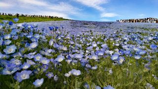 満開のネモフィラの丘　絶景です
