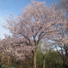 こちらが円山公園の桜の標本木となっています