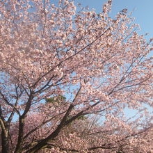 平成最後の日の桜１