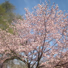 平成最後の日の桜２