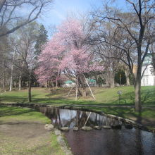 サクシュコトニ川と桜のコラボ風景の様子