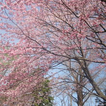桜をより近くで見上げるとこんな感じです