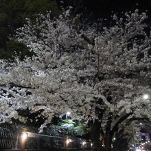 大使館前の桜並木