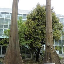 巨大な根っこ！