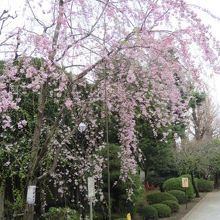 s枝垂桜が綺麗です
