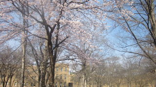 札幌キャンパス内の桜について