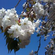 八重のしだれ桜が見事です。
