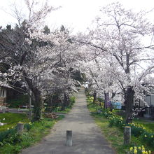 参道の桜がきれいでした