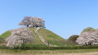 古墳の丘の桜がすばらしい