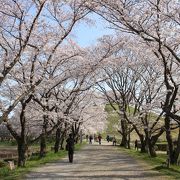 今は桜並木、この先の丸墓山古墳があります