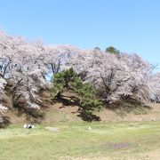 今年は桜満開の時期を狙って再訪しました