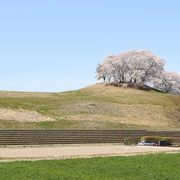 1年ぶりの再訪、期待通りのすばらしい桜でした