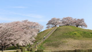 丘の上の桜がすばらしい