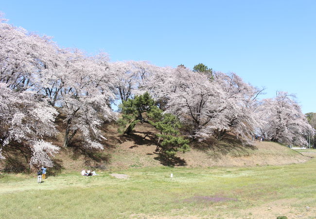 今年は桜満開の時期を狙って再訪しました