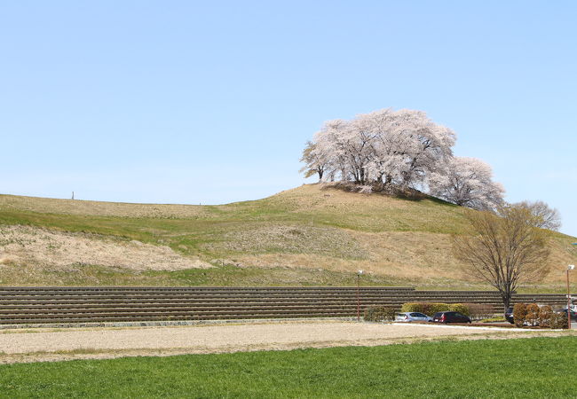 1年ぶりの再訪、期待通りのすばらしい桜でした