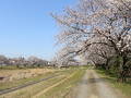 こだま千本桜まつり