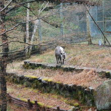 なぜかカモシカがいます。