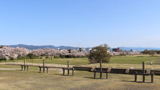 だだっ広く何もないですが、桜も咲いていました