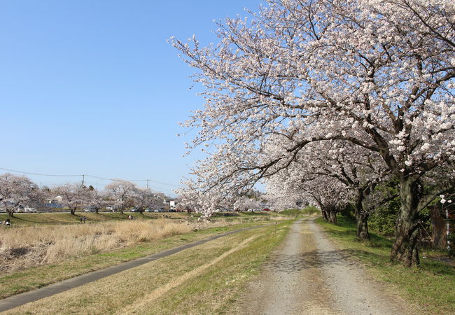 こだま千本桜まつり