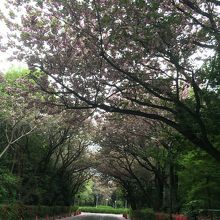 八重桜のトンネル。