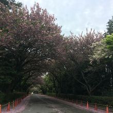 花びらがヒラヒラと舞ってきれいでした