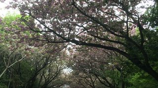 八重桜も楽しめます