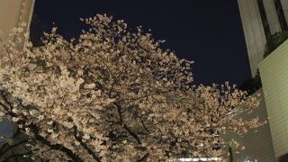 桜は満開でしたがライトアップはされていなかった
