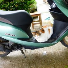 名護青少年の家エントランスにいた猫ちゃん