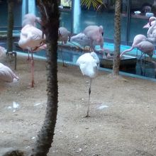 フラミンゴの見える席は満席でした。